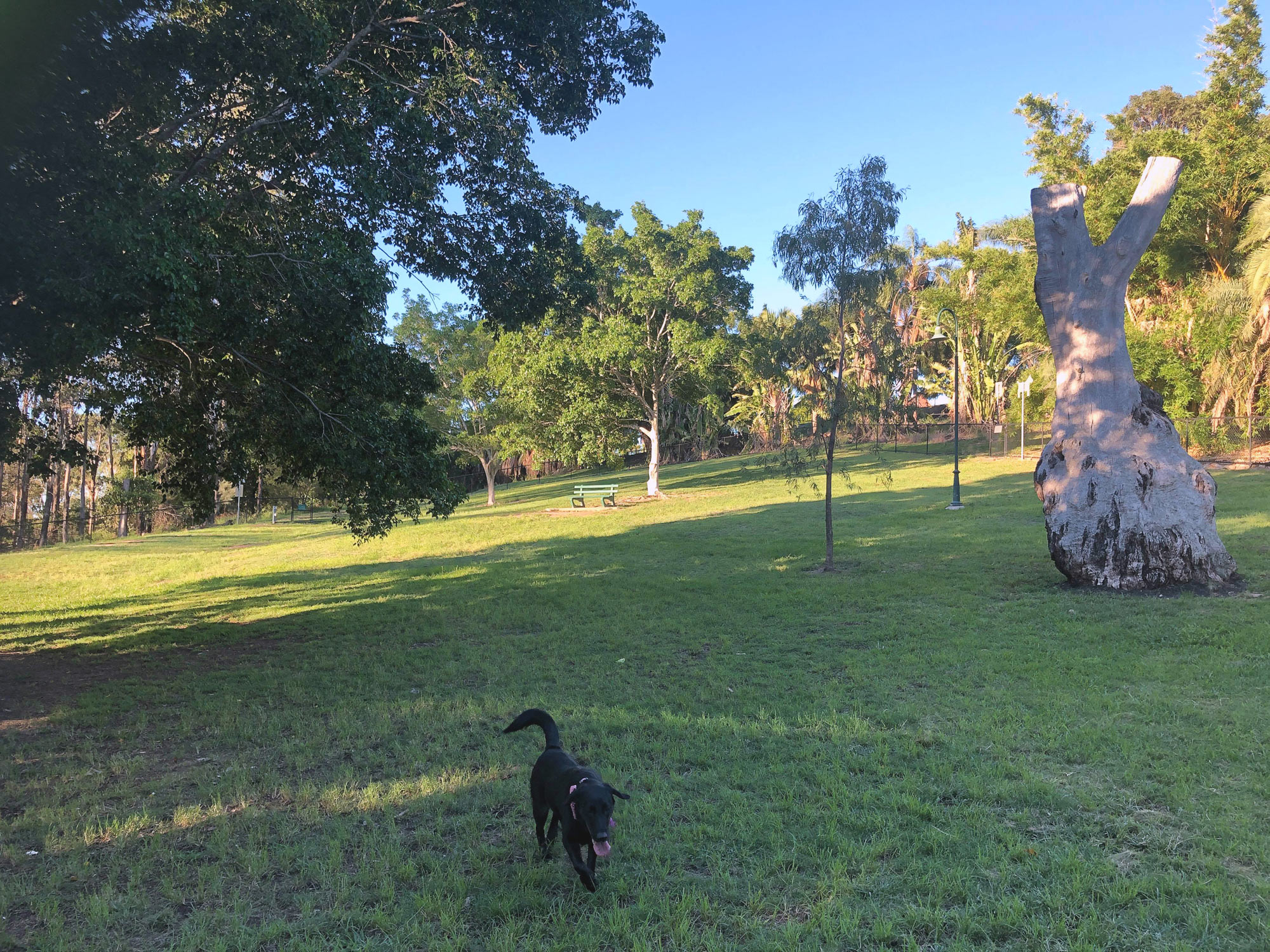 victoria park off leash dog park